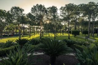 Balmy Foresta