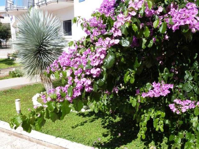 Vila ŠENI ***