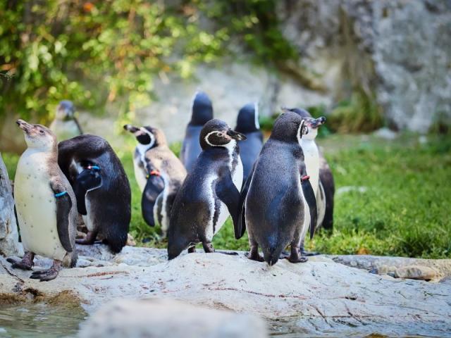 ZOO Viedeň, zámok Schönbrunn a jeho krásne záhrady