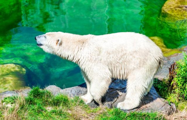 ZOO Viedeň, zámok Schönbrunn a jeho krásne záhrady