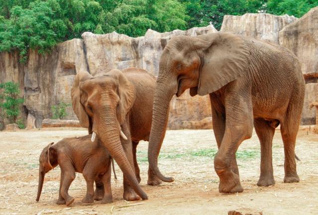 ZOO Viedeň, zámok Schönbrunn a jeho krásne záhrady