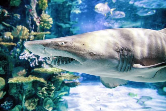 Historická Budapešť s návštevou Tropicaria
