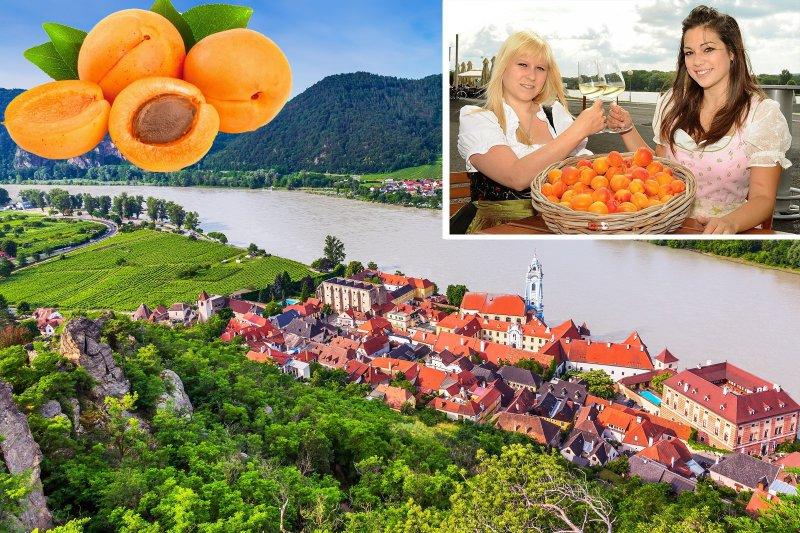 Marhuľové slávnosti a nádherné údolie Wachau