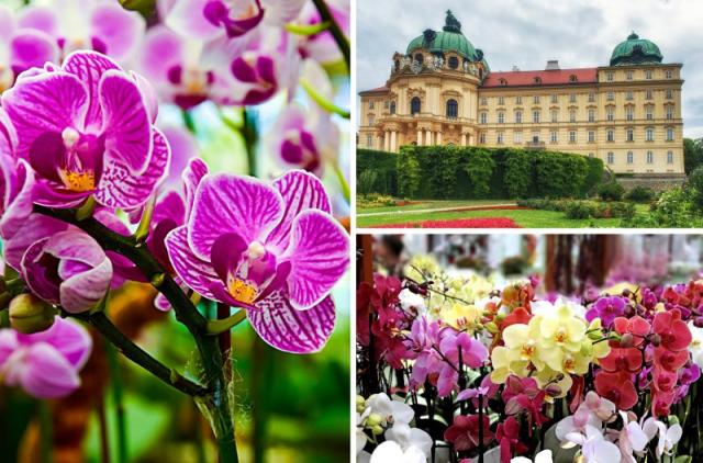 Najväčšia výstava orchideí a známy kláštor v Klosterneuburgu