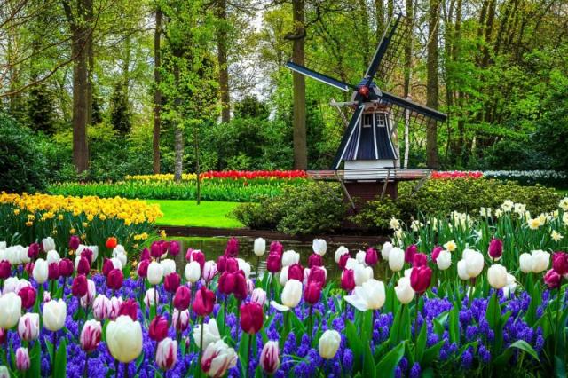 Holandsko - svetoznáma výstava kvetov Keukenhof a Amsterdam  LETECKY
