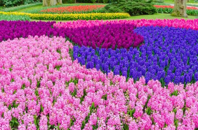 Holandsko - svetoznáma výstava kvetov Keukenhof a Amsterdam  LETECKY