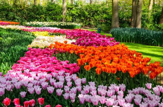 Holandsko - svetoznáma výstava kvetov Keukenhof a Amsterdam  LETECKY