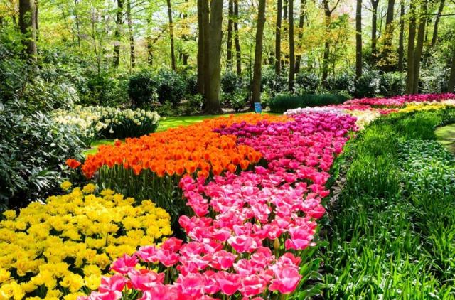 Holandsko - svetoznáma výstava kvetov Keukenhof a Amsterdam  LETECKY