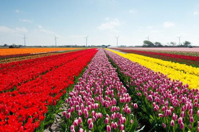Holandsko - svetoznáma výstava kvetov Keukenhof a Amsterdam  LETECKY