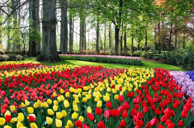 Holandsko - svetoznáma výstava kvetov Keukenhof a Amsterdam  LETECKY