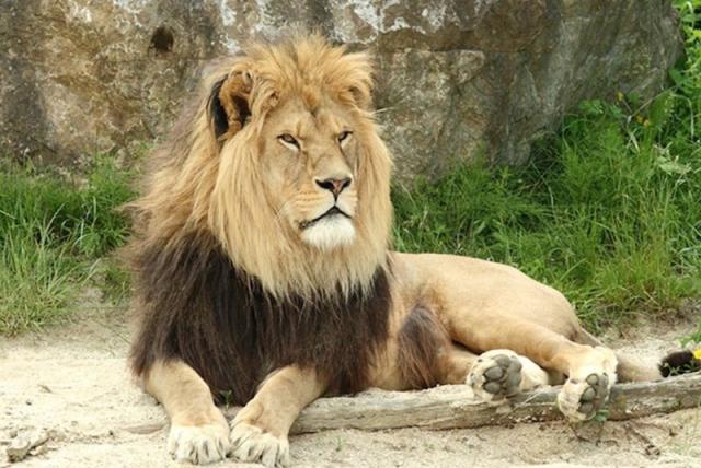 Romantický zámok Herberstein, jeho kvitnúce záhrady a ZOO