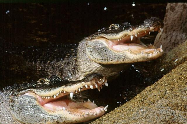 Zájazd do Budapešti s návštevou Tropicaria Oceanaria