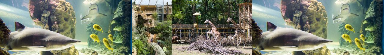 Zájazd do ZOO v Nyiregyháza