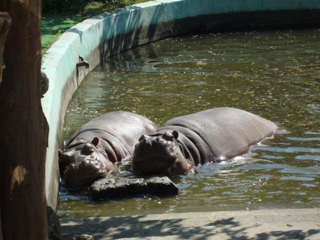 Kráľovná na Dunaji - Budapešť a návšteva ZOO