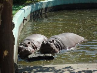 Kráľovná na Dunaji - Budapešť a návšteva ZOO