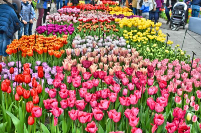 Zájazd do Holandska s návštevou korza Bloemen Corso