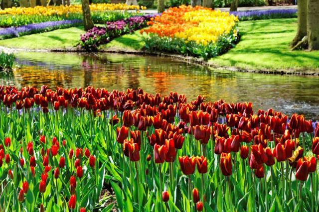Zájazd do Holandska s návštevou korza Bloemen Corso
