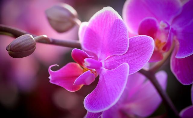 Výstava orchideí a prehliadka Viedne