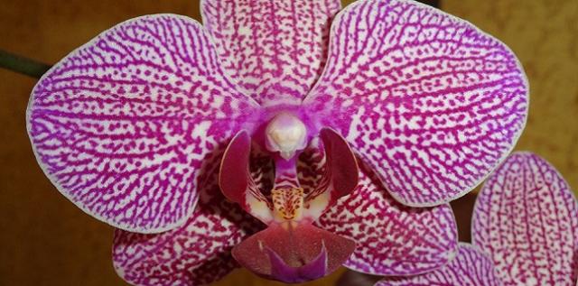 Výstava orchideí a prehliadka Viedne
