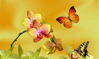 Výstava orchideí a prehliadka Viedne