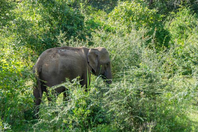 sri-lankan-elephant-4043778_1920