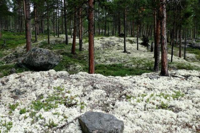Borovicové lesy plné lišejníků u řeky Sjoa