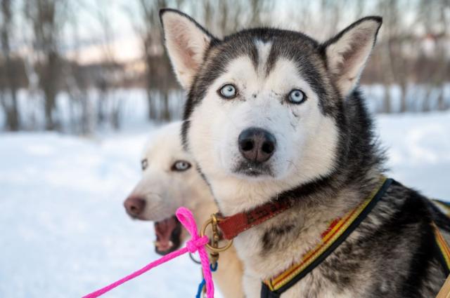 Husky farma
