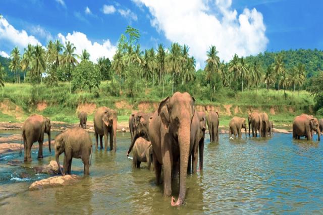 Temple Tree Resort