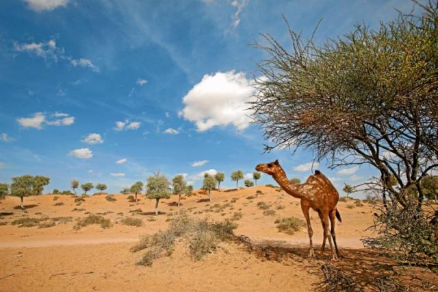 The Ritz Carlton, Ras Al Khaimah, Al Wadi Desert