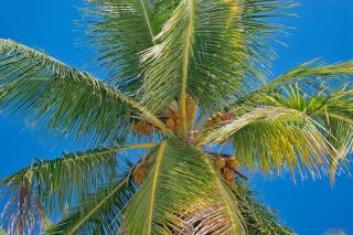 Sunscape Coco Punta Cana