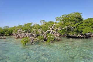 Whala Boca Chica
