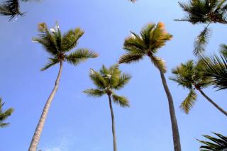 Coral Costa Caribe