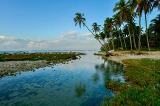 Coral Costa Caribe