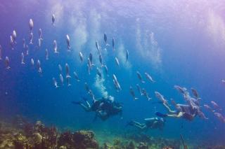 Coral Costa Caribe