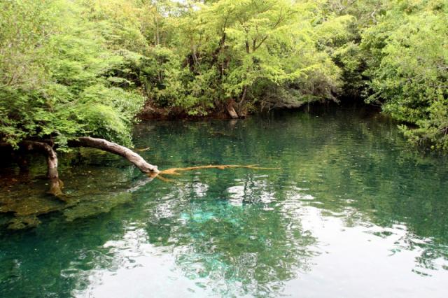 Bavaro Green