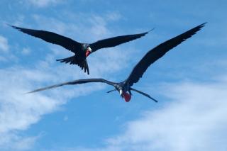 Los Flamencos