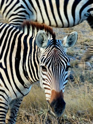Klenot Afriky: Keňa vrátane 3-dňového safari a oddychu pri mori