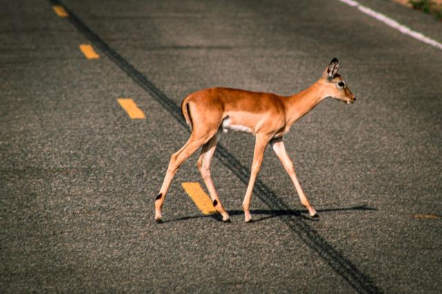 Klenot Afriky: Keňa vrátane 3-dňového safari a oddychu pri mori