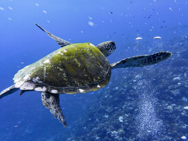Francúzska Polynézia: Tahiti, Bora Bora, Raiatea, Moorea, Huahi