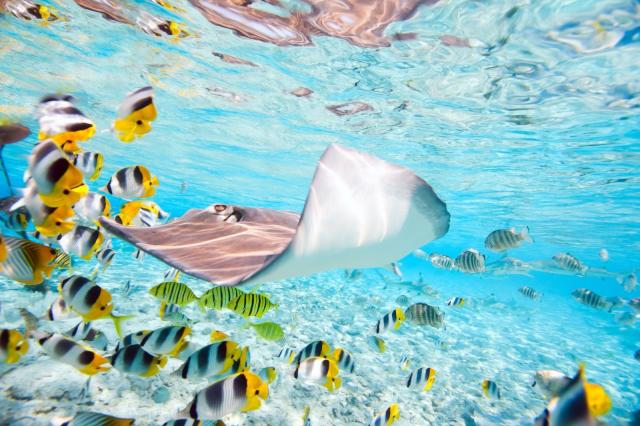 Francúzska Polynézia: Tahiti, Bora Bora, Raiatea, Moorea, Huahi