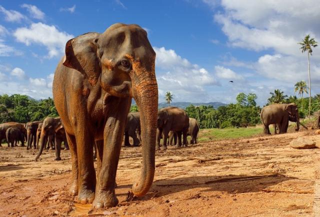 Veľkonočná Srí Lanka: To najkrajšie z ostrova vrátane safari a 