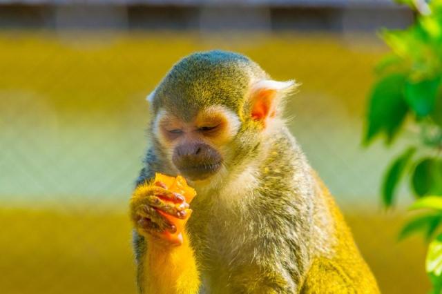 ZOO Vídeň a zámek Schönbrunn