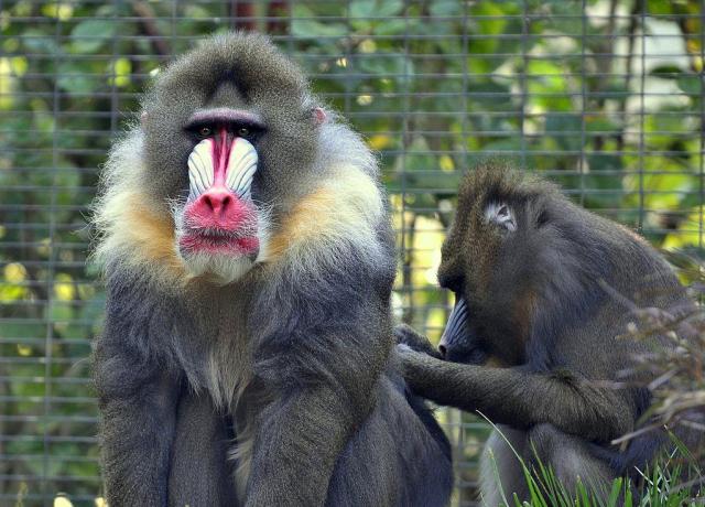 ZOO Herberstein a nejteplejší jezero v Alpách
