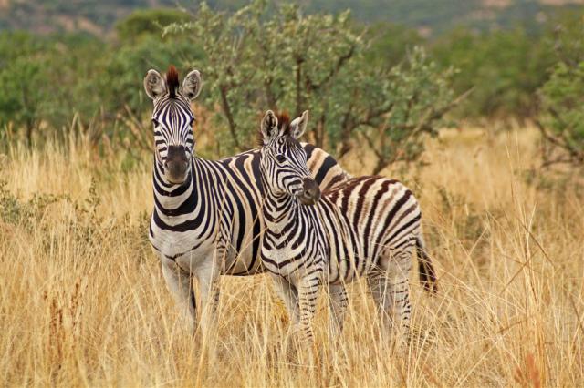 Mpumalanga & Victoria Falls