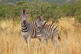 Mpumalanga & Victoria Falls