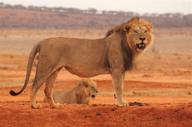 Malé safari v NP Tsavo + pobyt u moře