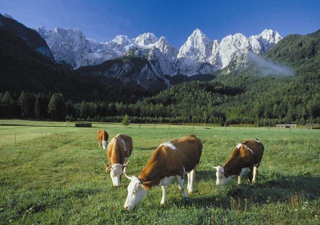 Alpski Resort Špik ****