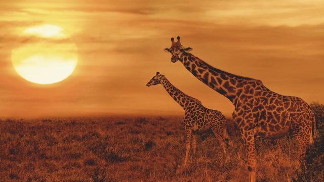 Ze Zanzibaru na safari