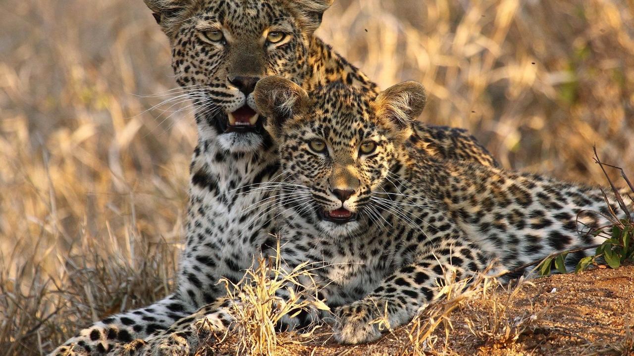Ze Zanzibaru na safari