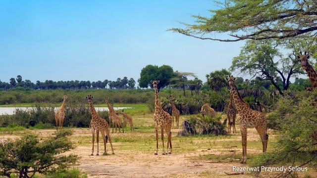 Ze Zanzibaru na safari